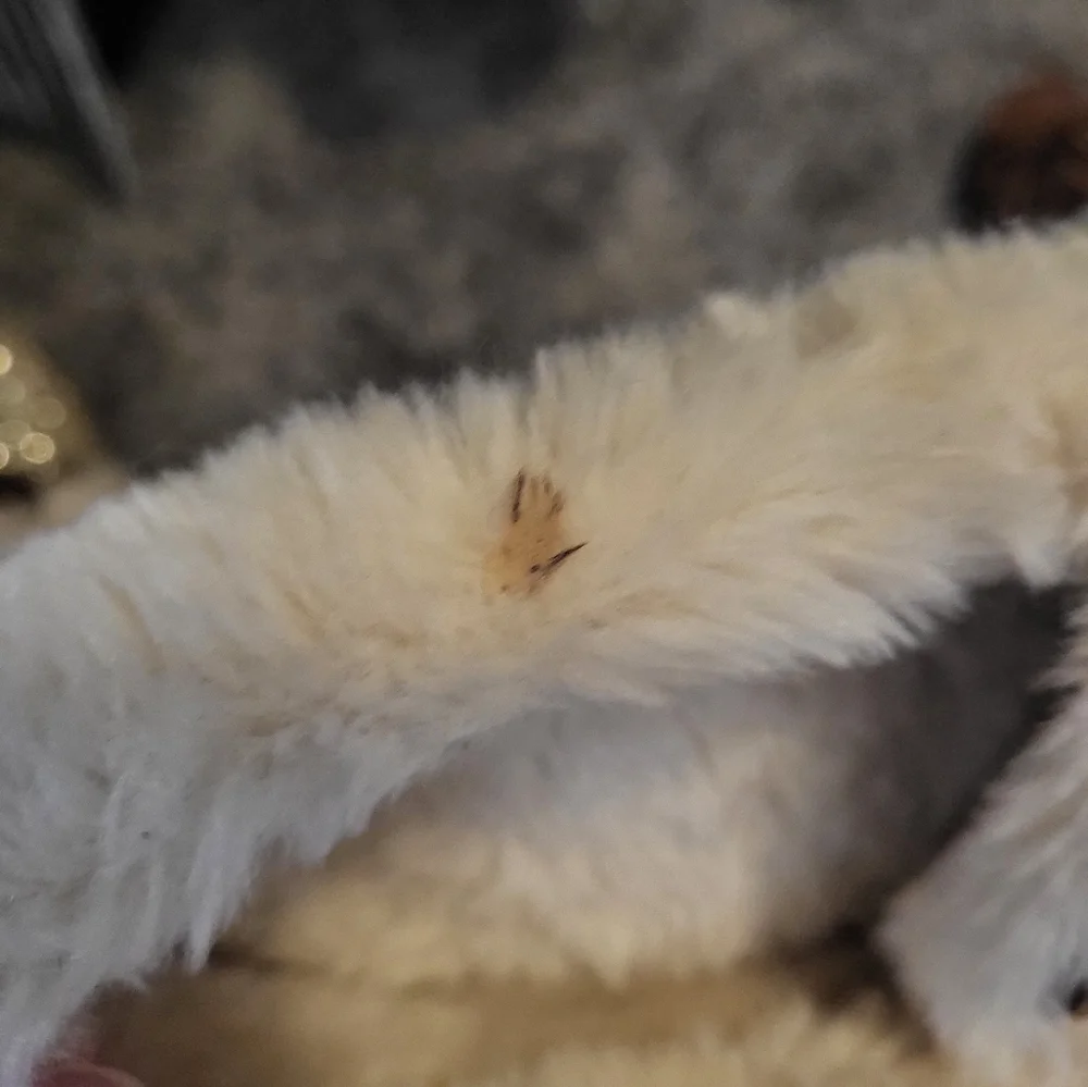 J. Crew Sparkly Slippers size 8